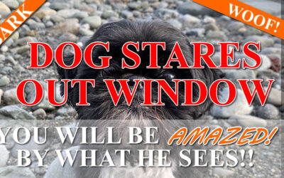 Dog Looks Out Window