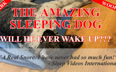 Sleeping Dog